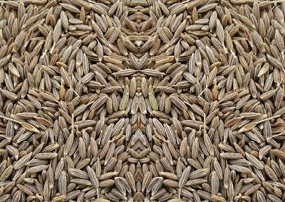 Cumin Seed