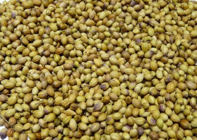 Coriander Seed