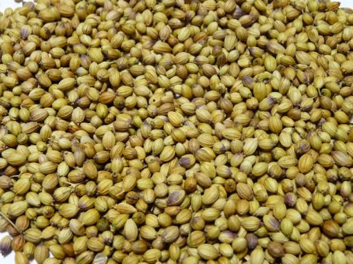 Coriander Seed