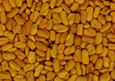 Fenugreek Seed