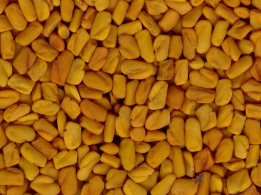 Fenugreek Seed