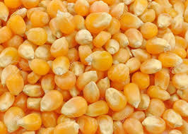 Maize