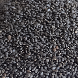 Basil Seed