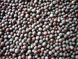 Black Mustard Seed