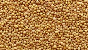 Yellow Mustard Seed